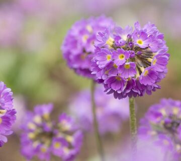Blumen in der Farbe Lila