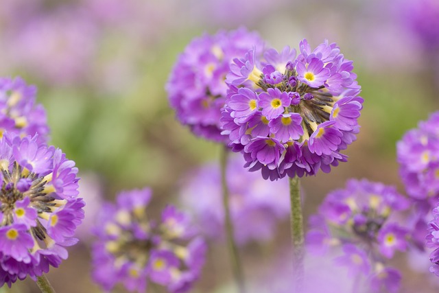 Blumen in der Farbe Lila